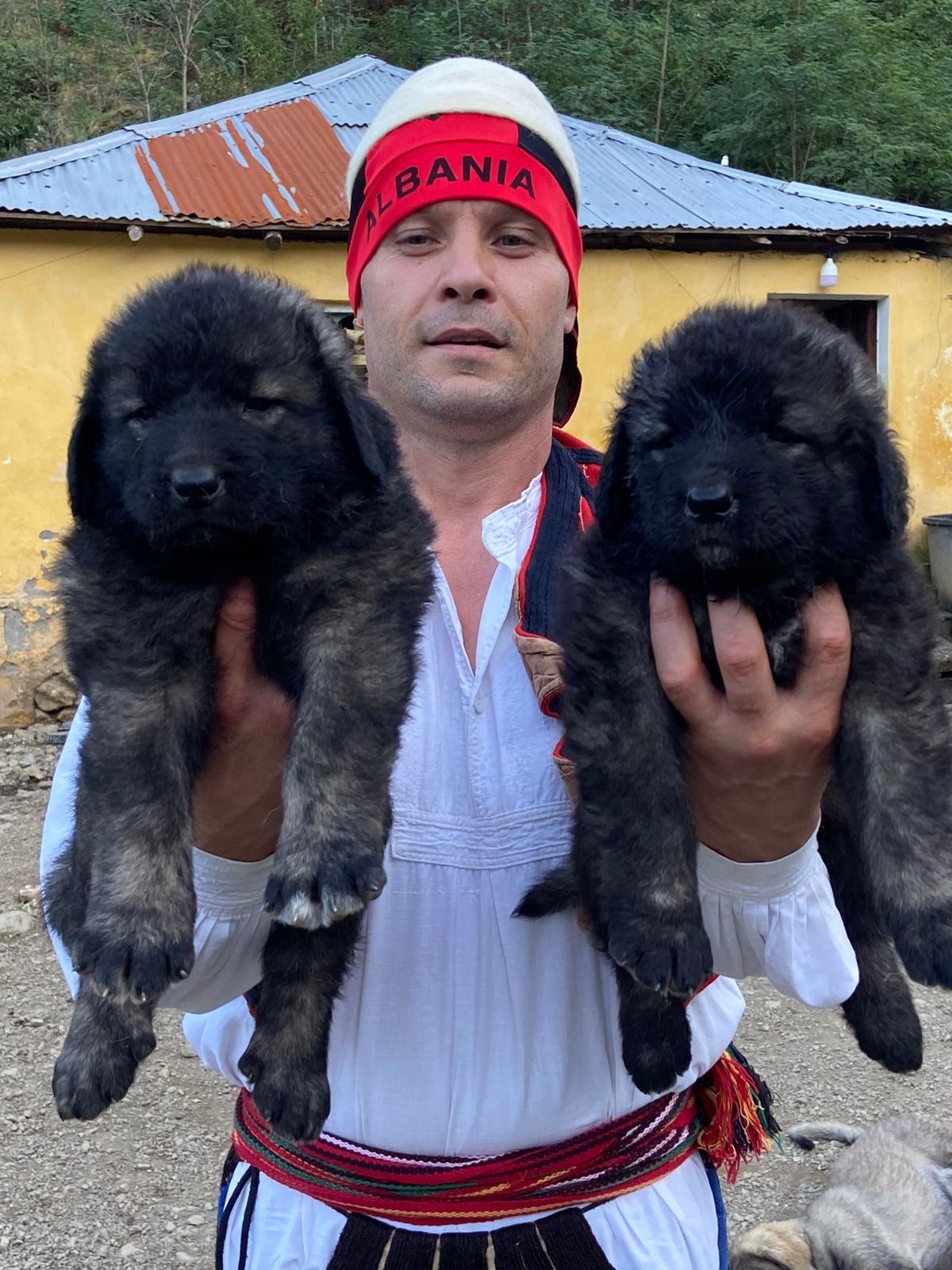 Qeni i Sharrit – Dritan Frroku (1)