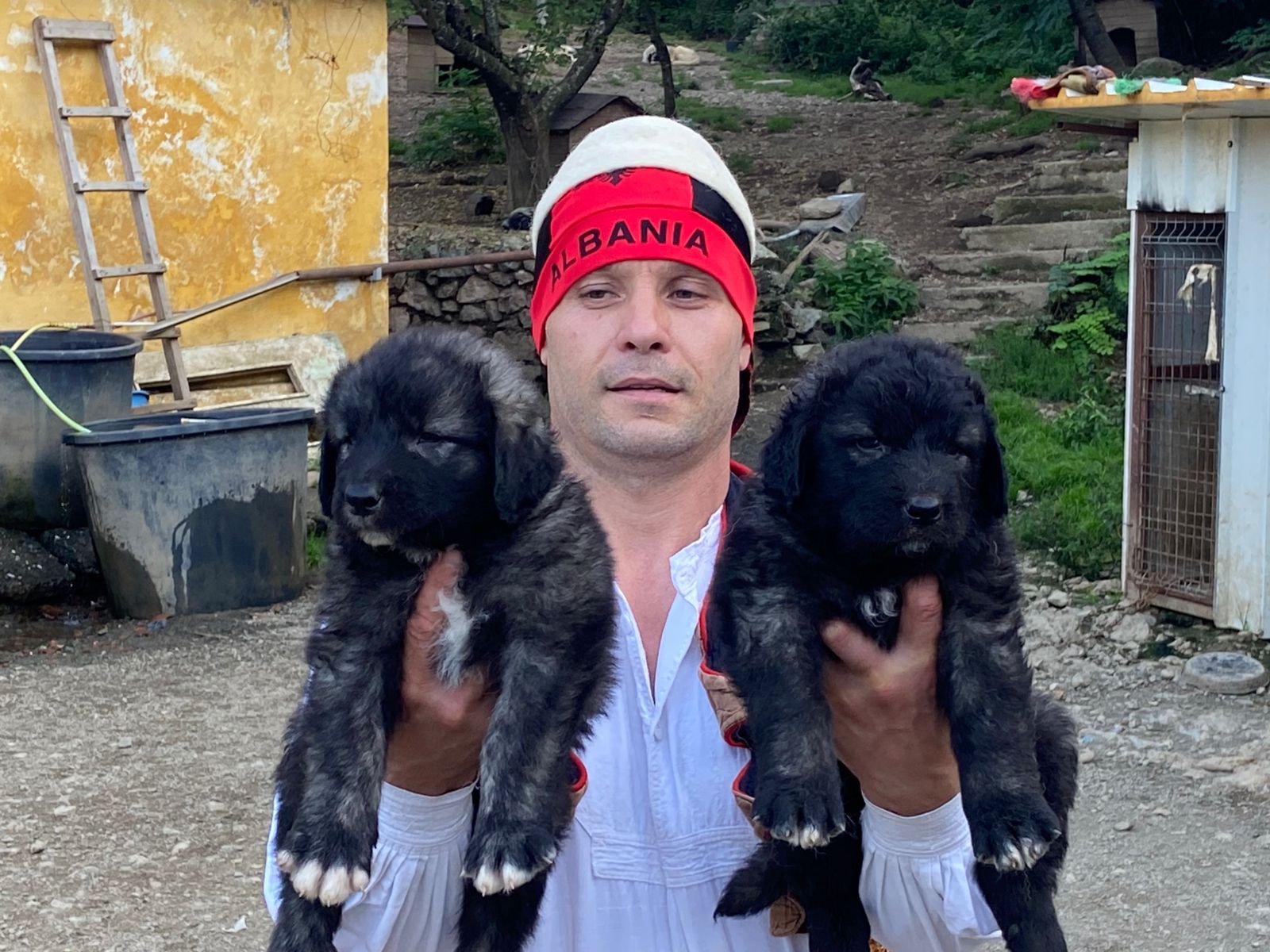 Qeni i Sharrit – Dritan Frroku (2)